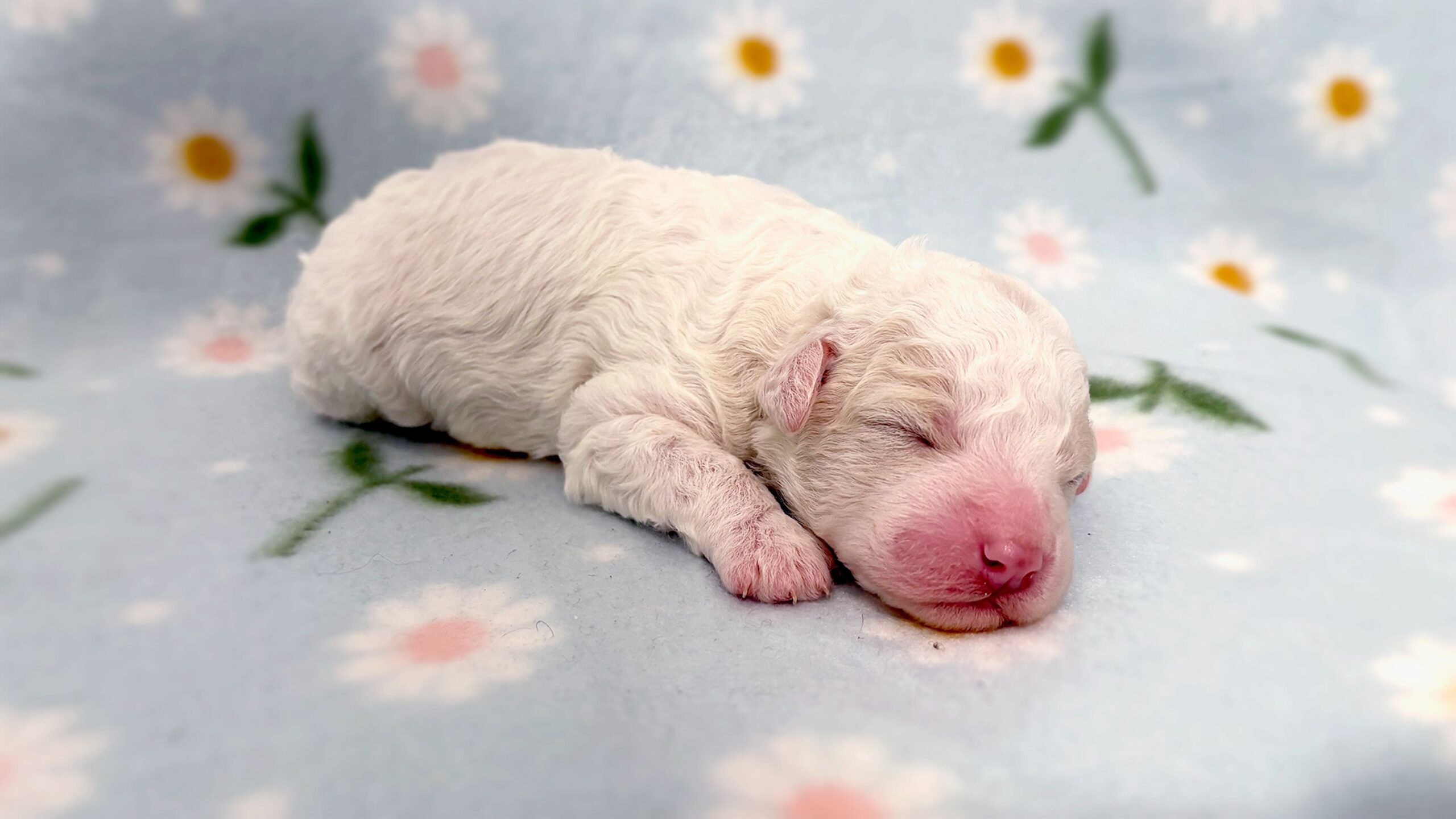 The six puppies don't have names yet.
