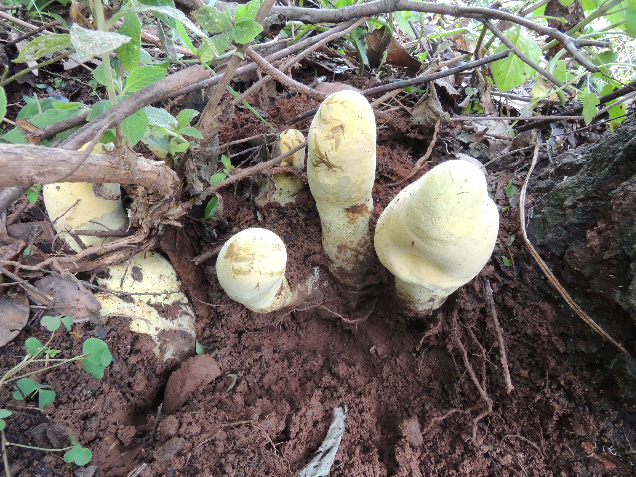 D. rex's fruiting bodies are pale yellow at first but gradually darken as the fungus matures.